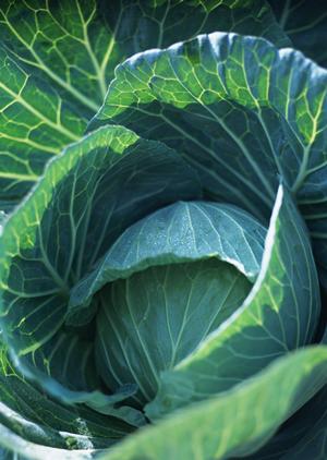 九州最大級の在庫数を誇る軽自動車専門店「ケイカフェちくしの店」の魅力と最新情報